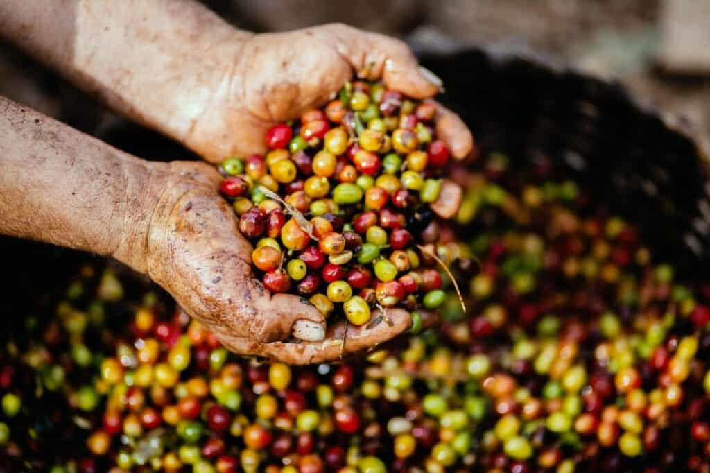 The 4 main types of coffee beans